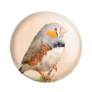 مگنت پرندگان زینتی
