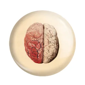 مگنت مغز Brain