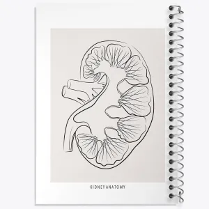 دفتر آناتومی کلیه (kidney Anatomy)