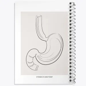 دفتر آناتومی معده (Stomach Anatomy)
