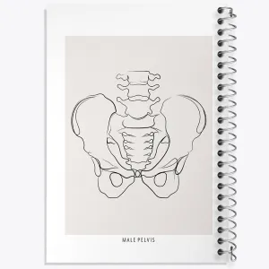 دفتر آناتومی لگن (Pelvis Anatomy)