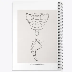 دفتر آناتومی استخوان خاجی (Sacrum And Coccyx Anatomy)