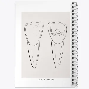 دفتر آناتومی دندان‌های پیشین (Incisor Anatomy)