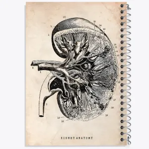 دفتر آناتومی کلیه (kidney Anatomy)