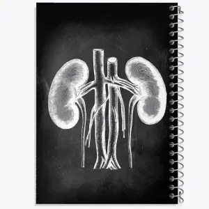 دفتر آناتومی کلیه (kidney Anatomy)