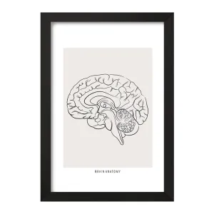 تابلو آناتومی مغز (Brain Anatomy)