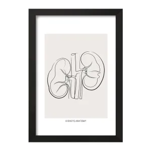 تابلو آناتومی کلیه ها (kidneys Anatomy)