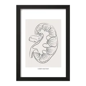 تابلو آناتومی کلیه (kidney Anatomy)