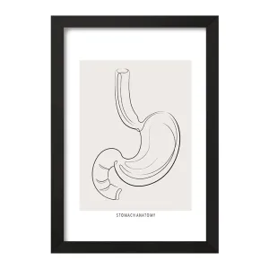 تابلو آناتومی معده (Stomach Anatomy)