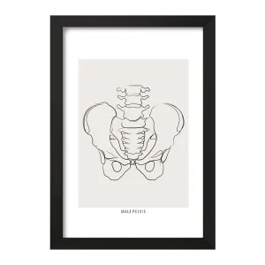 تابلو آناتومی لگن (Pelvis Anatomy)