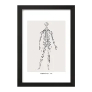 تابلو سیستم عصبی (Nervous System)