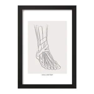 تابلو آناتومی مچ پا (Ankle Anatomy)