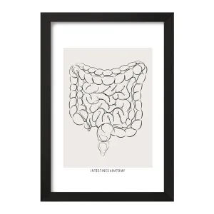 تابلو آناتومی روده (Intestines Anatomy)