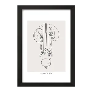 تابلو سیستم ادراری (Urinary System)