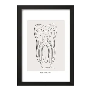 تابلو آناتومی دندان (Tooth Anatomy)