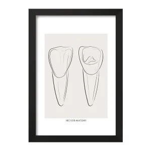 تابلو آناتومی دندان‌های پیشین (Incisor Anatomy)
