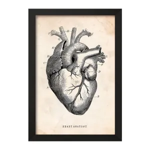 تابلو آناتومی قلب (Heart Anatomy)