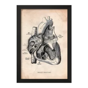 تابلو آناتومی قلب (Heart Anatomy)