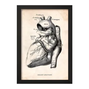تابلو آناتومی قلب (Heart Anatomy)