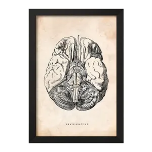 تابلو آناتومی مغز (Brain Anatomy)