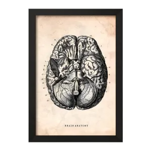 تابلو آناتومی مغز (Brain Anatomy)