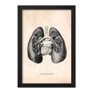تابلو آناتومی ریه ها (Lungs Anatomy)