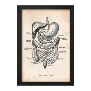 تابلو آناتومی انسان (Human Anatomy)