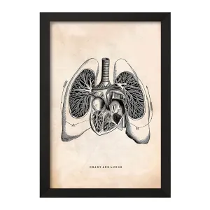 تابلو آناتومی قلب (Heart Anatomy)