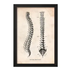 تابلو آناتومی ستون فقرات (Spine Anatomy)