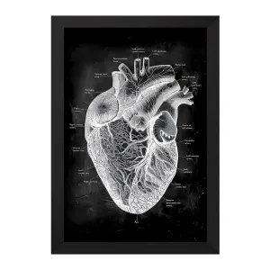 تابلو آناتومی قلب (Heart Anatomy)
