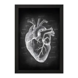 تابلو آناتومی قلب (Heart Anatomy)