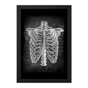 تابلو آناتومی قفسه سینه (Rib Cage Anatomy)