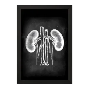 تابلو آناتومی کلیه (kidney Anatomy)