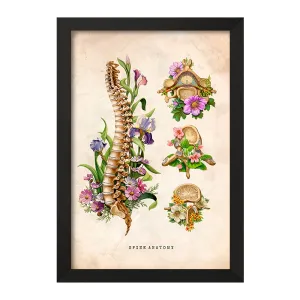 تابلو آناتومی ستون فقرات (Spine Anatomy)