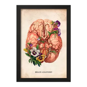 تابلو آناتومی مغز (Brain Anatomy)