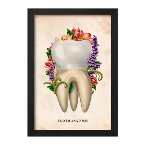 تابلو آناتومی دندان (Tooth Anatomy)