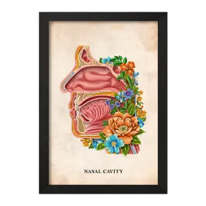 تابلو حفره بینی (Nasal Cavity)