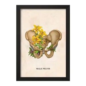 تابلو آناتومی لگن (Pelvis Anatomy)
