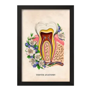 تابلو آناتومی دندان (Tooth Anatomy)