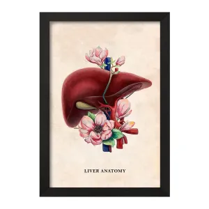 تابلو آناتومی کبد (Liver anatomy)