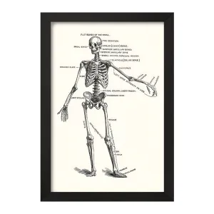 تابلو آناتومی انسان (Human Anatomy)
