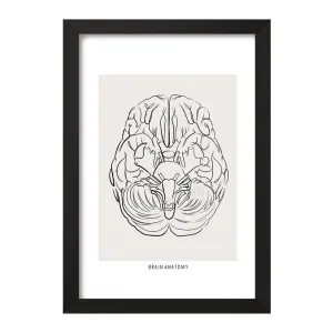 تابلو آناتومی مغز (Brain Anatomy)