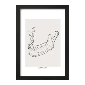 تابلو آناتومی فک (Jaw Anatomy)