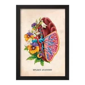 تابلو آناتومی طحال (Spleen Anatomy)