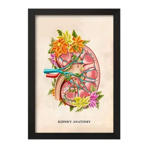 تابلو آناتومی کلیه (kidney Anatomy)