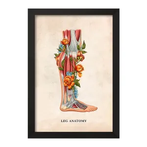 تابلو آناتومی پا (Foot Anatomy