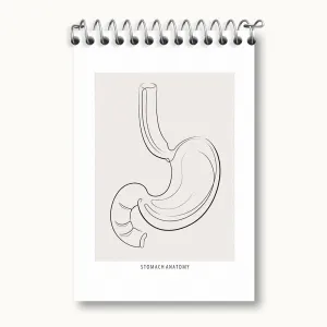 دفتر یادداشت آناتومی معده (Stomach Anatomy)