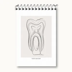 دفتر یادداشت آناتومی دندان (Tooth Anatomy)