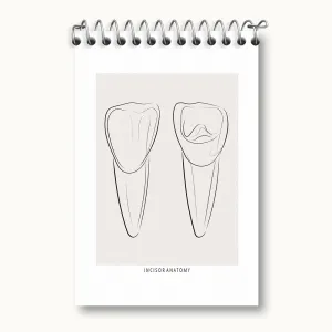 دفتر یادداشت آناتومی دندان‌های پیشین (Incisor Anatomy)