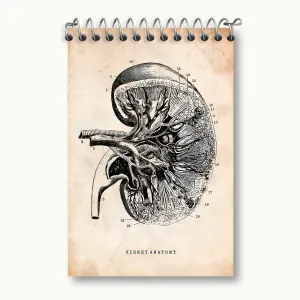 دفتر یادداشت آناتومی کلیه (kidney Anatomy)